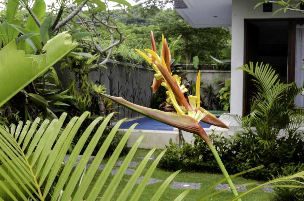 Beluran Serene Guesthouse Tabanan  Luaran gambar