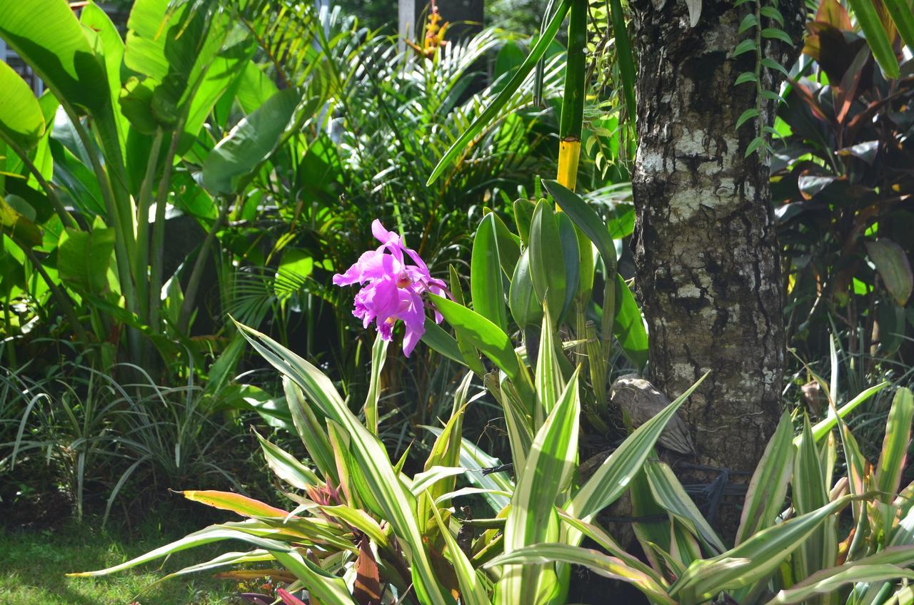 Beluran Serene Guesthouse Tabanan  Luaran gambar